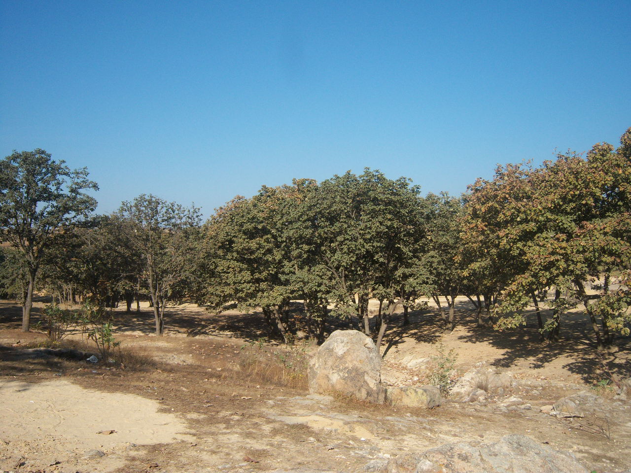 dry-forest