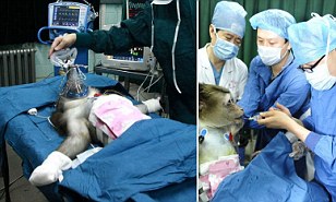 monkey-makes-medical-history-after-having-a-successful-liver-transplant-from-a-cloned-pig