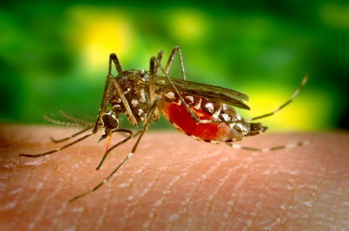 best-defense-against-mosquitos