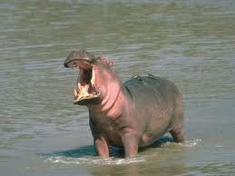 hippopotamus-in-wayanad