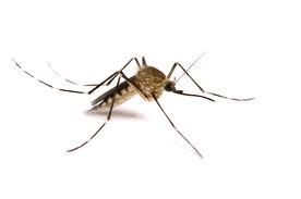 new-process-to-control-mosquitoes