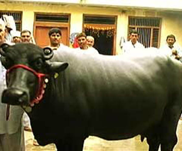 buffalo-sold-for-rs-25-lakh