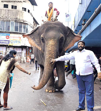 begging-elephent-collapses-on-mumbai-streets