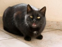 italian-man-adopts-15-cats-so-he-could-cook-them-and-serve-them-as-dinner