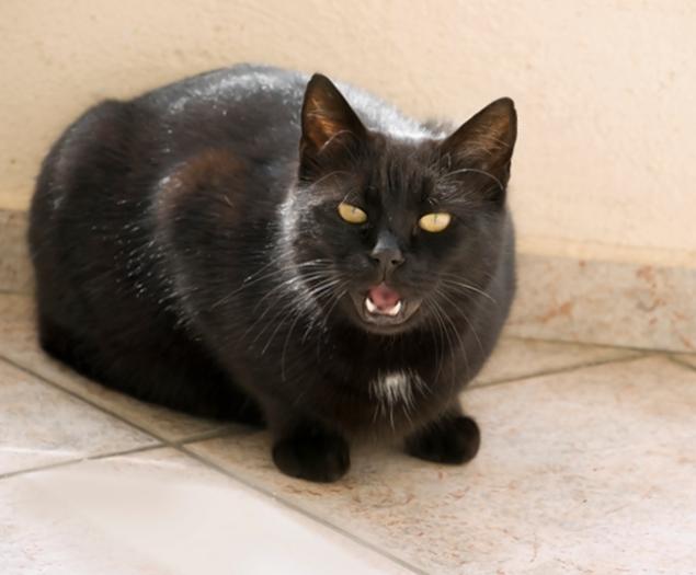 italian-man-adopts-15-cats-so-he-could-cook-them-and-serve-them-as-dinner