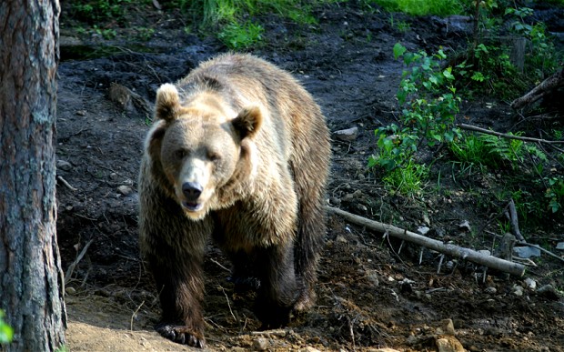 bear-attacks-man-escapes-from-death