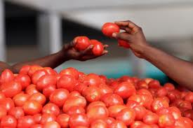 price-of-tomato-in-the-kadapa-market-is-just-30-paisa