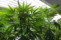 man-arrested-for-cultivatting-plant-marijuana
