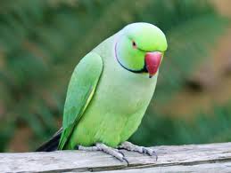 parrot-lifts-the-mystery-surrounding-owners-death-names-the-kil