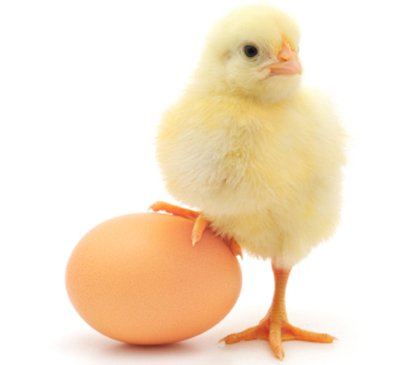the-chicken-came-first-not-the-egg-scientists-prove