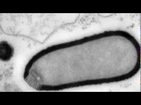 30000-year-old-giant-virus-comes-back-to-life-in-french-lab