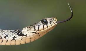 man-killed-by-snake-bite-returns-to-find-his-wife-married-to-his-brother