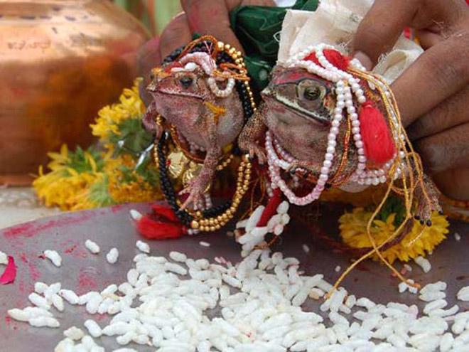 frog-marriage-in-assam
