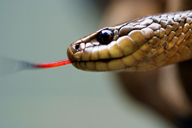 drunk-man-dies-after-eating-snakes-head