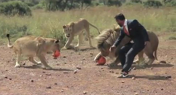 man-plays-football-with-wild-lions