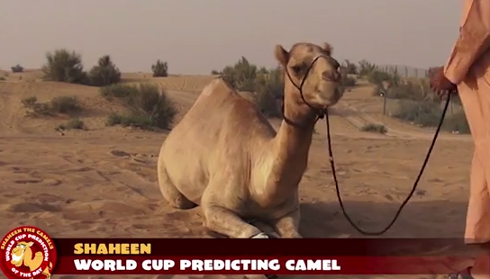 shaheen-and-waslawi-the-world-cup-predicting-camels