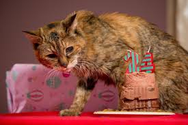 worlds-eldest-cat-poppy-dies