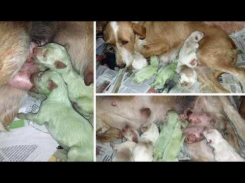dog-gives-birth-to-bright-green-puppies