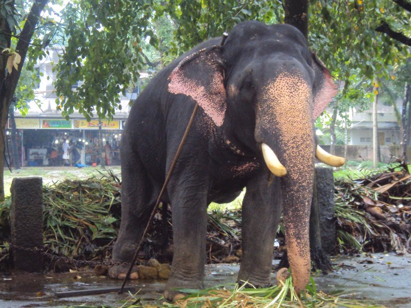 yutube-preservative-of-elephant