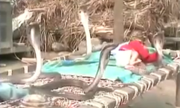 4-cobra-snakes-protecting-a-sleeping-baby