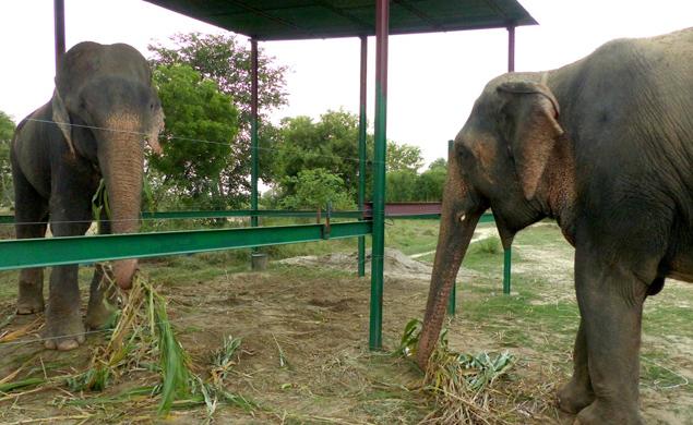 raju-the-elephants-tears-become-smiles-after-finding-new-girlfriend