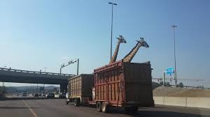 giraffe-dies-after-hitting-its-head-on-highway-bridge