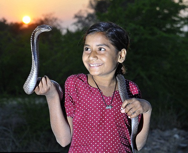 girl-has-friendship-with-six-king-cobras