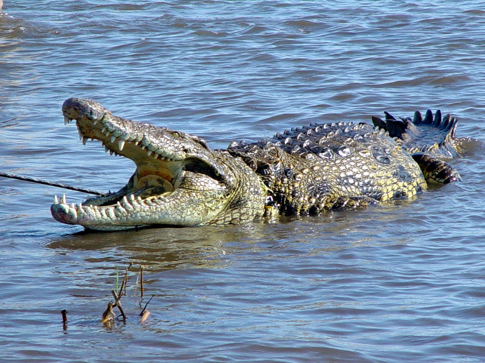 swimmer-chased-by-crocodile-in-mexico