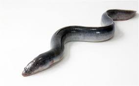 worlds-oldest-eel-dies-aged-155