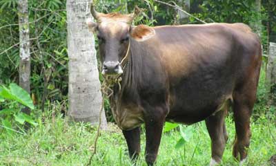 cow-dna-testing-for-paternity