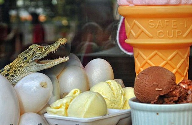 ice-cream-made-from-crocodile-eggs