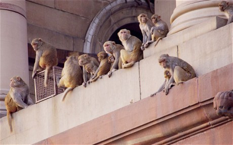 india-employs-men-in-ape-suits-to-drive-away-parliaments-monkeys