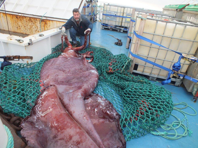 colossal-squid-weighing-350kg-pulled-from-antarctic
