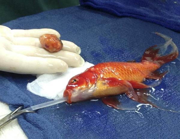 goldfish-recovering-after-high-risk-tumour-removal
