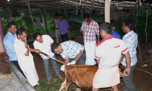 calf-sexually-assaulted-by-four-in-udupi