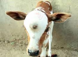 villagers-worship-a-cow-born-with-a-third-eye-because-they-believe-it-is-the-incarnation-of-hindu-deity-shiva
