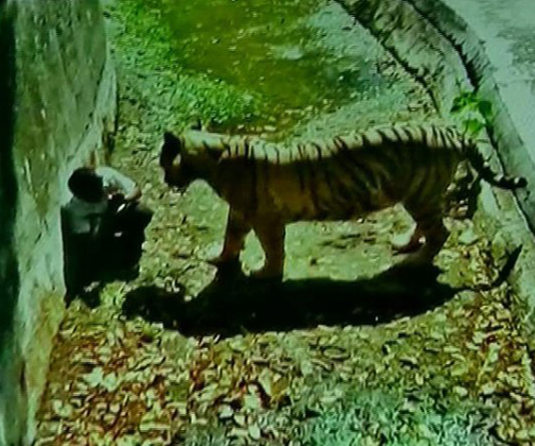 white-tiger-kills-class-12-student-in-delhi-zoo