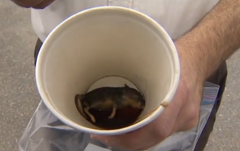 man-reportedly-found-dead-rat-in-mcdonalds-coffee