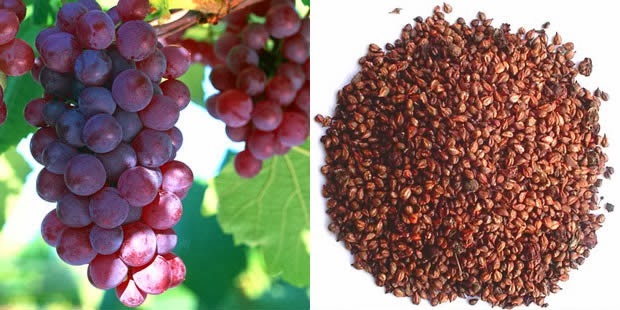 grape-seed-extract-kills-cancer-cells