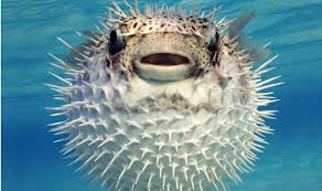 whole-family-paralysed-after-eating-deadly-pufferfish