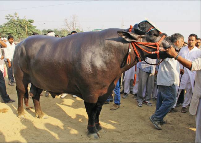 this-1400kg-bull-is-a-cash-cow-owner-turns-down-rs-7-crore-offer
