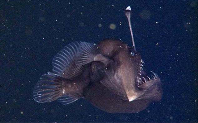 black-sea-devil-fish-caught-on-camera-for-the-first-time