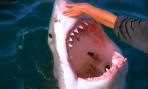 man-pets-a-great-white-shark-from-the-side-of-a-boat