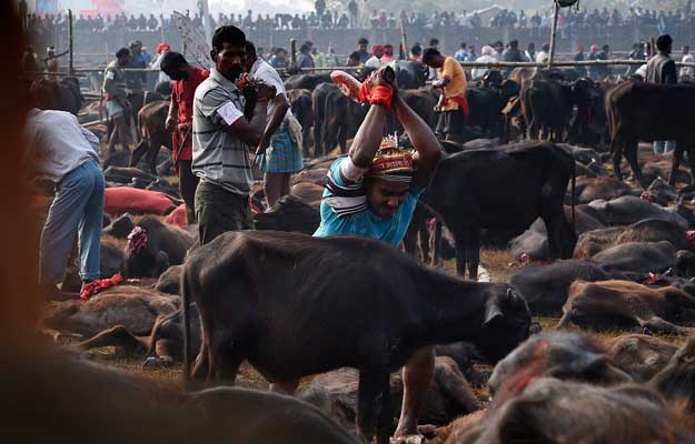 devotees-slaughter-tens-of-thousands-of-animals-in-nepal