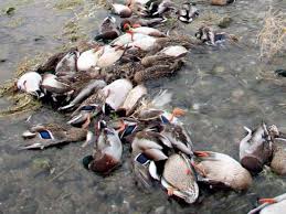 ranikhet-disease-among-ducks-confirmed-in-kuttanadu