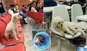 stray-dog-that-attended-university-lectures-is-killed-by-officials-in-china