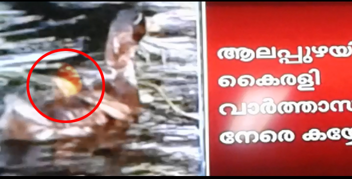 bird-flu-detected-ducks-are-fired-alive