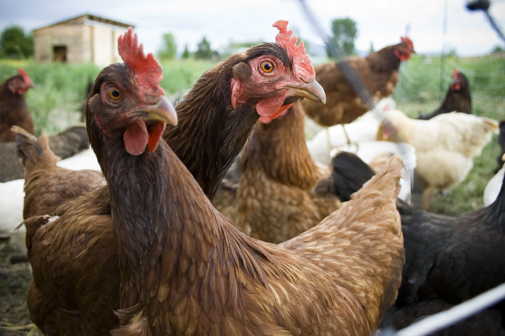 ranikhet-disease-found-in-chicken