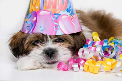 ministers-private-secretaries-dogs-birthday-celebration