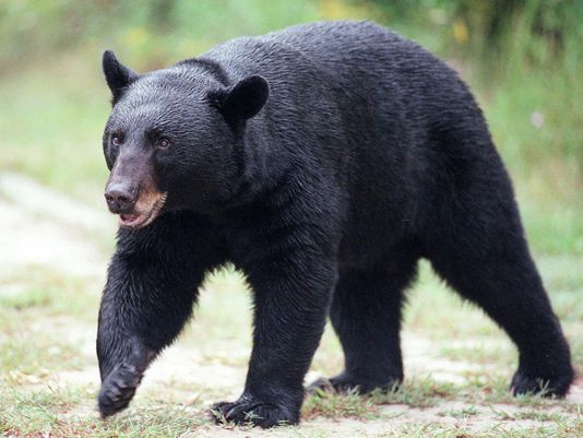 florida-teen-mauled-in-bear-attack